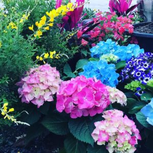 Colorful garden display with pink, blue, and purple hydrangeas surrounded by vibrant flowers and lush greenery.