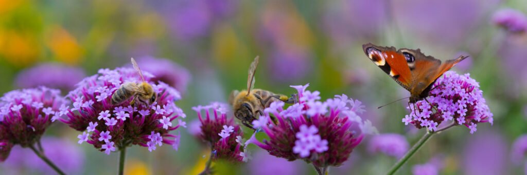 Vibrant flowers attracting pollinators, featuring bees and a butterfly on clusters of pink blooms