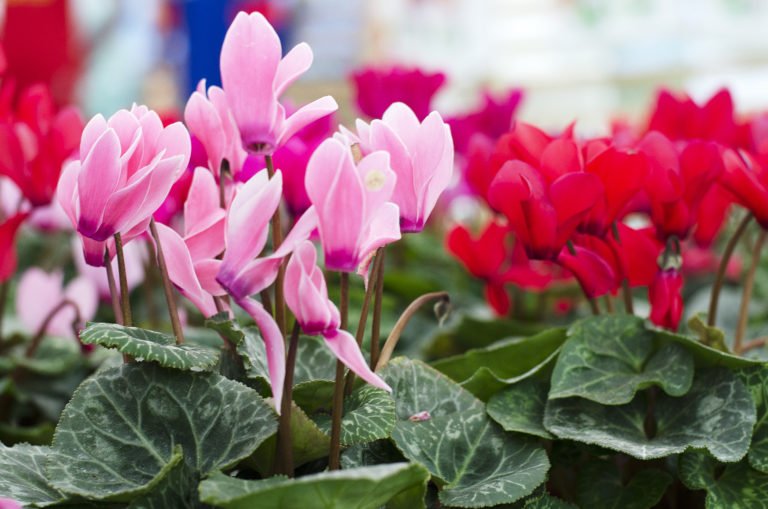 Vibrant garden filled with a mix of pink and red flowers, showcasing nature's beauty and color