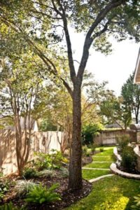 Peaceful backyard featuring a lush green lawn and a tall tree providing shade and tranquility