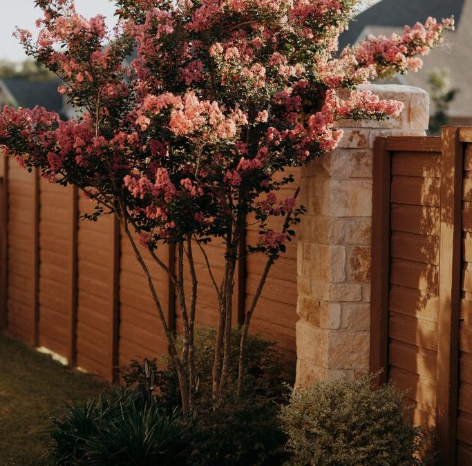 Vibrant tree with pink blossoms stands gracefully in front of a rustic wooden fence