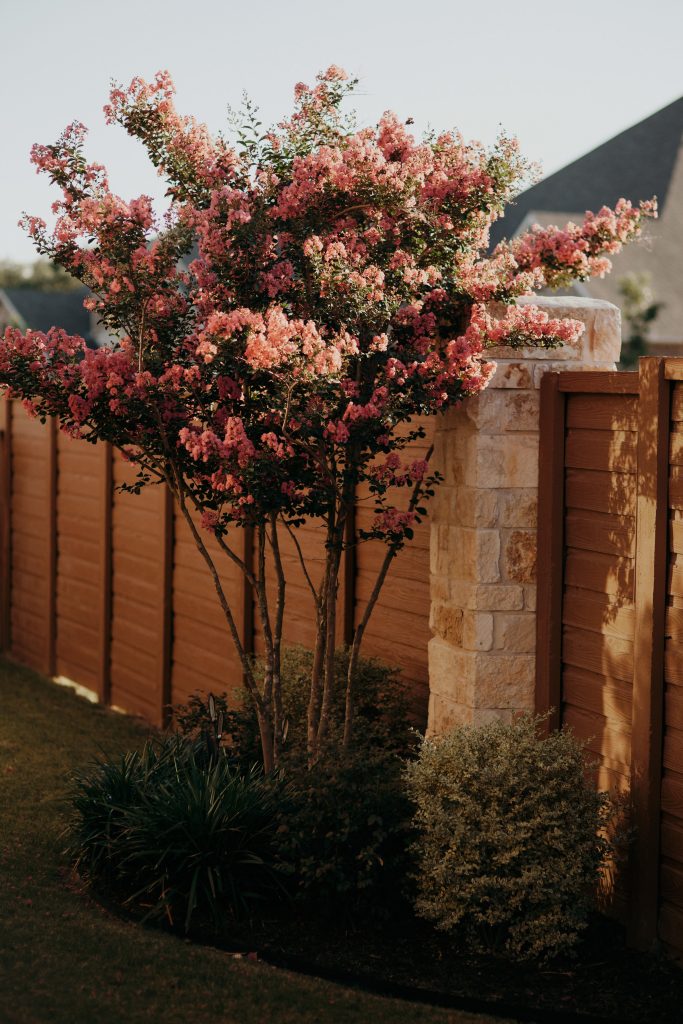 Vibrant tree with pink blossoms stands gracefully in front of a rustic wooden fence