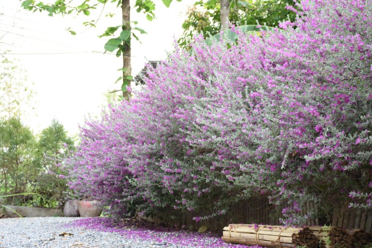 Large Texas sage bush covered in small purple flowers, arching over a gravel path in a garden with lush greenery