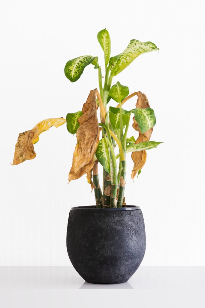 Potted plant with yellowing, wilted leaves in a black pot, set against a plain white background, showing signs of distress