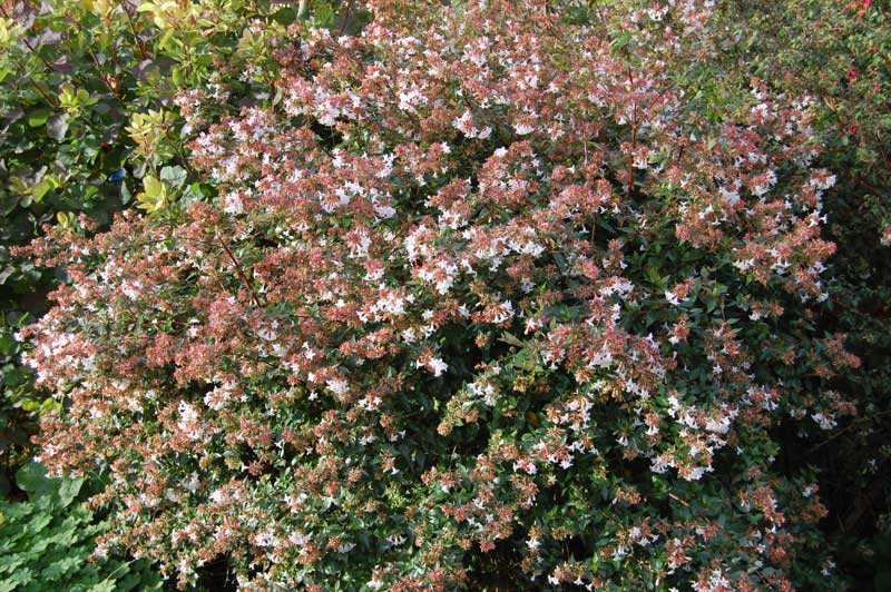 Flowering Abelia shrub with clusters of small white and pink blossoms surrounded by lush green foliage