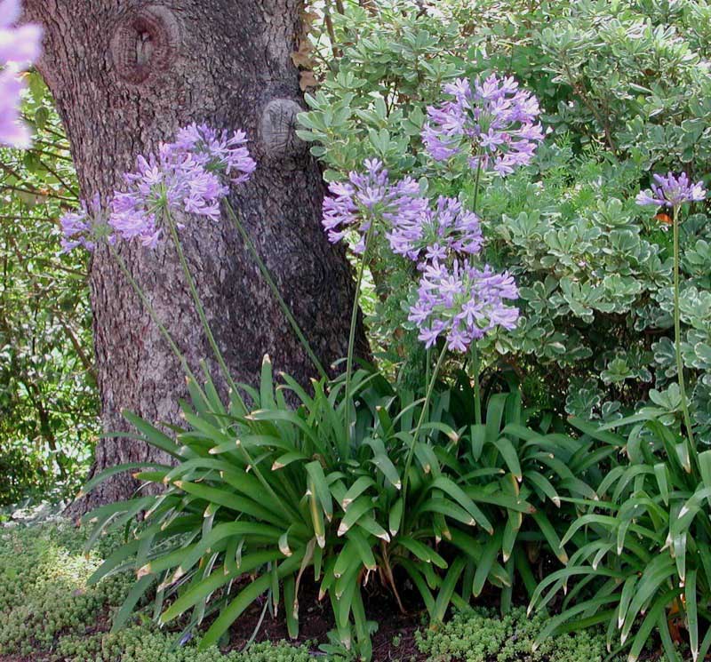 Agapanthus plant with tall stems and clusters of purple flowers growing at the base of a tree, surrounded by lush greenery