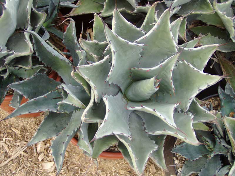 Agave colorata plant with thick, spiny gray-green leaves arranged in a rosette pattern, growing in a desert-like environment