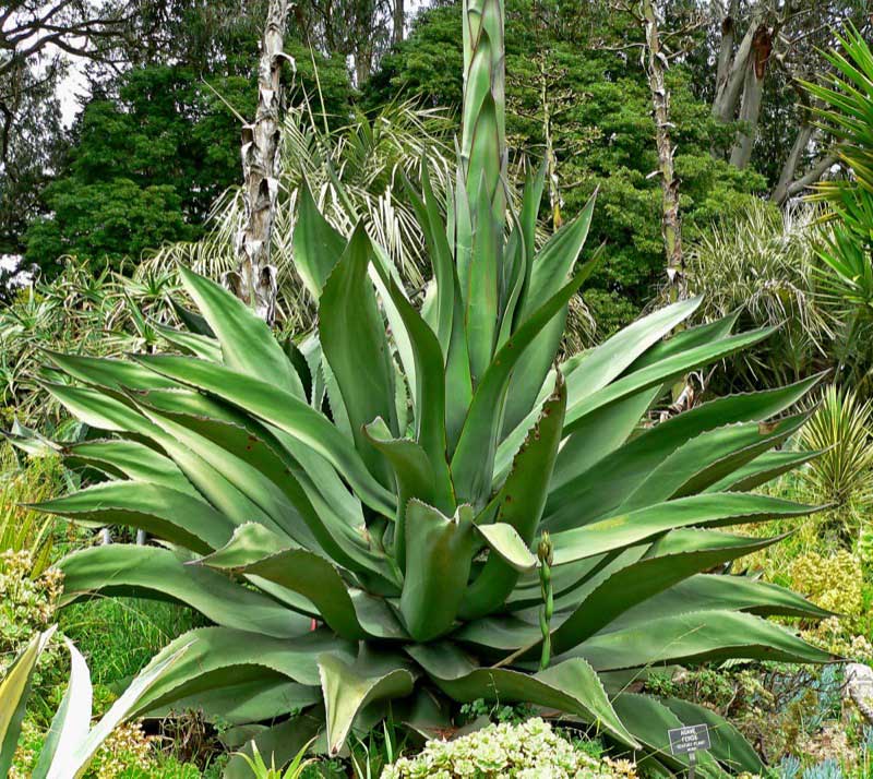 Agave ferox plant with large, thick, spiny green leaves growing in a rosette formation, set in a tropical garden landscape