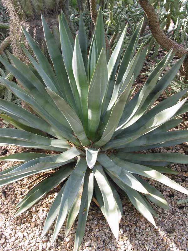 Agave murpheyi plant with slender, pointed green leaves arranged in a symmetrical rosette, growing in a desert-like landscape