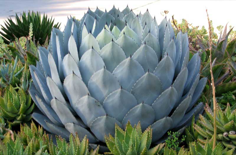 Agave parryi plant with thick, blue-gray leaves arranged in a symmetrical rosette pattern