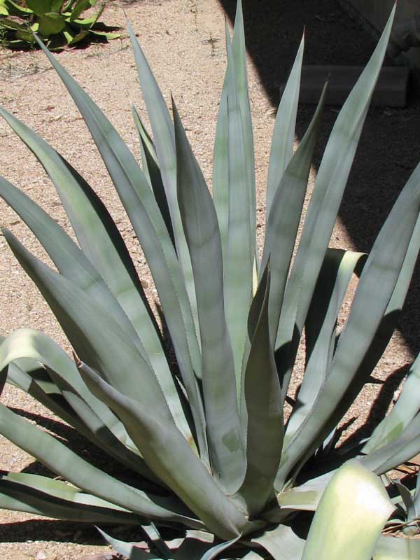 Agave weberi plant with long, slender gray-green leaves growing in a rosette formation, set in a sandy desert landscape