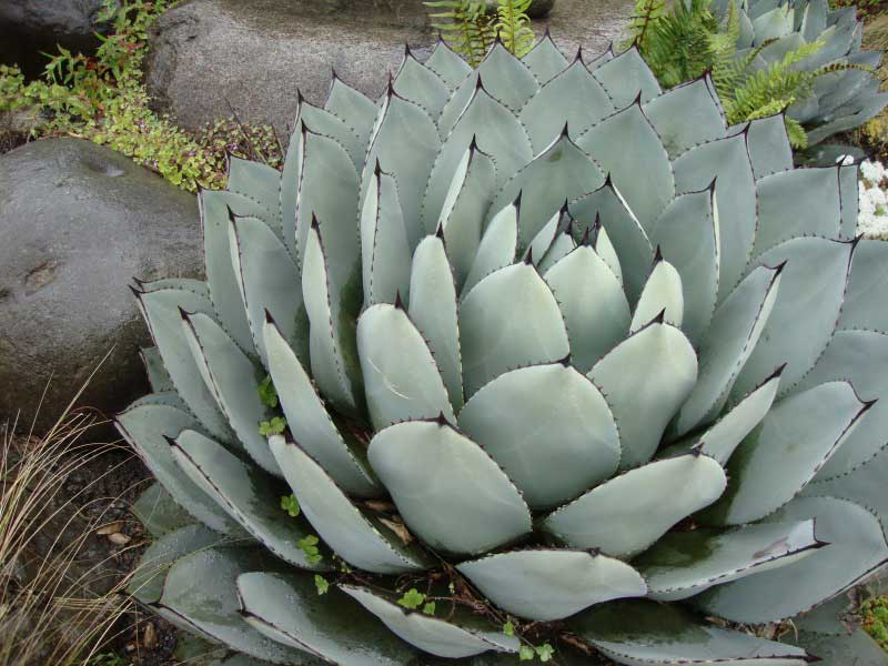 Whale's Tongue Agave in a beautifully landscaped area