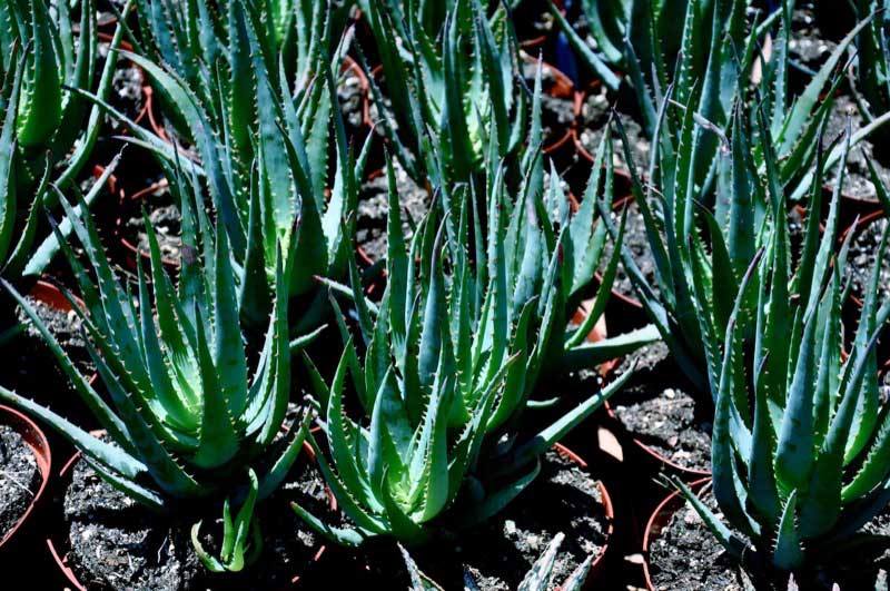 Landscaped area with Aloe plants, specifically the Blue Elf variety, showcasing their tall, spiky green leaves in pots