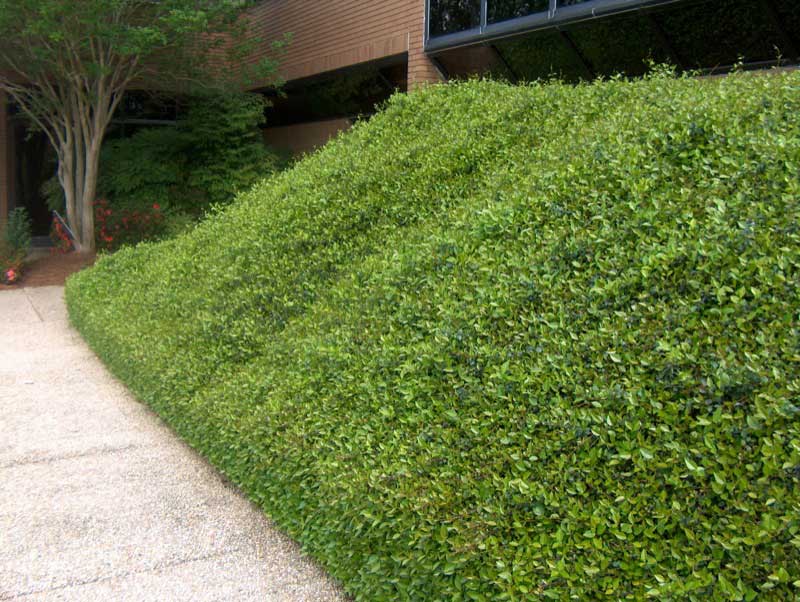 A well-maintained landscape featuring a lush mound of Asian Jasmine, creating a vibrant green backdrop near a building