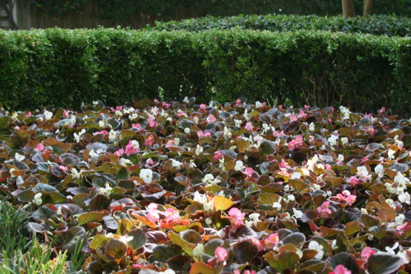 A vibrant landscape garden showcasing colorful Begonia plants with dark green leaves and pink and white blossoms