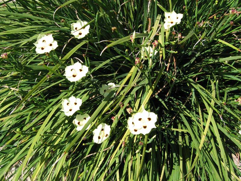 Bicolor Iris plants featuring long, slender green leaves and clusters of white flowers with dark centers