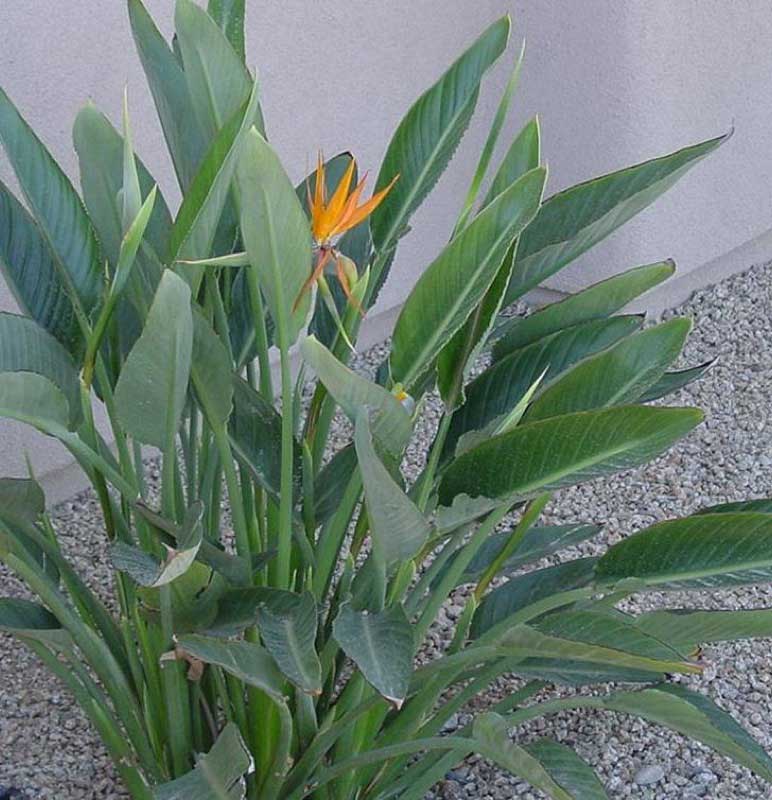 Bird of Paradise plant showcasing its large, lush green leaves and a striking orange flower