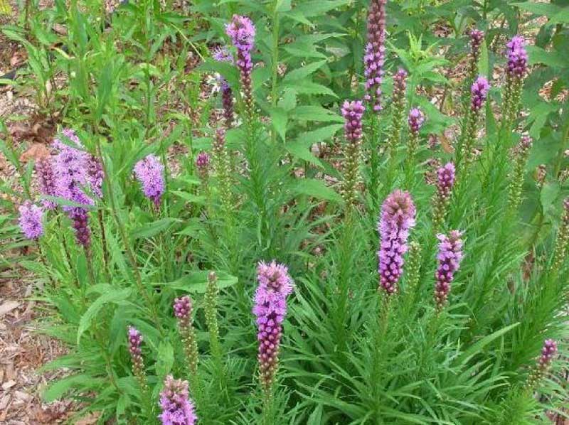 Blazing Star plants featuring tall green stems topped with vibrant pinkish-purple flowers