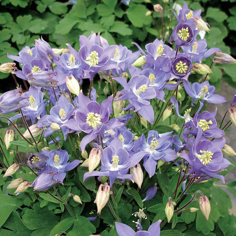 Blue Columbine flowers, featuring delicate purple blooms with creamy yellow centers