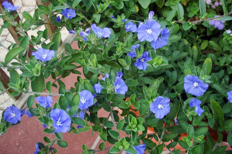 Blue Daze plants featuring vibrant blue flowers surrounded by lush green foliage