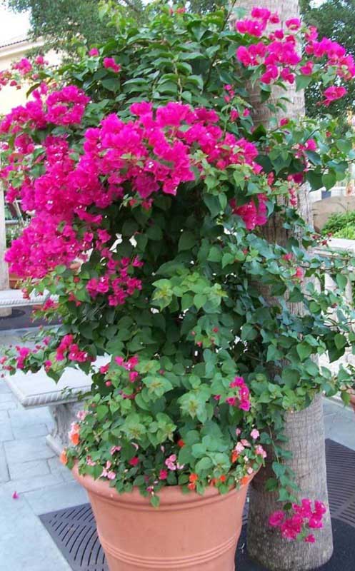 Bougainvillea plant with striking fuchsia flowers cascading from a large terracotta pot