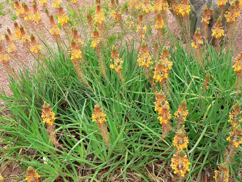 Bulbine plants featuring long green leaves and vibrant yellow-orange flower spikes