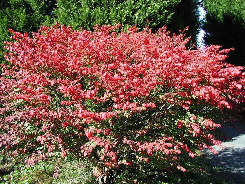 Burning Bush plant, displaying vibrant red foliage that creates a striking contrast against the surrounding greenery