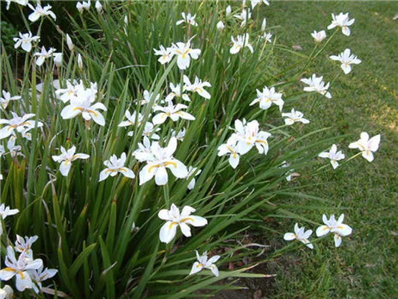 Butterfly Iris plants featuring lush green leaves and clusters of delicate white flowers