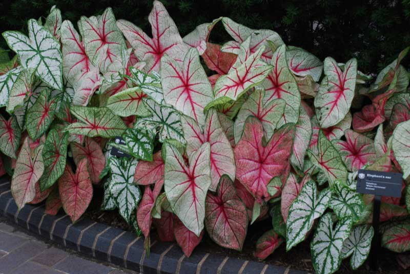 Caladium plants featuring vibrant, multi-colored leaves with striking red, pink, and green patterns