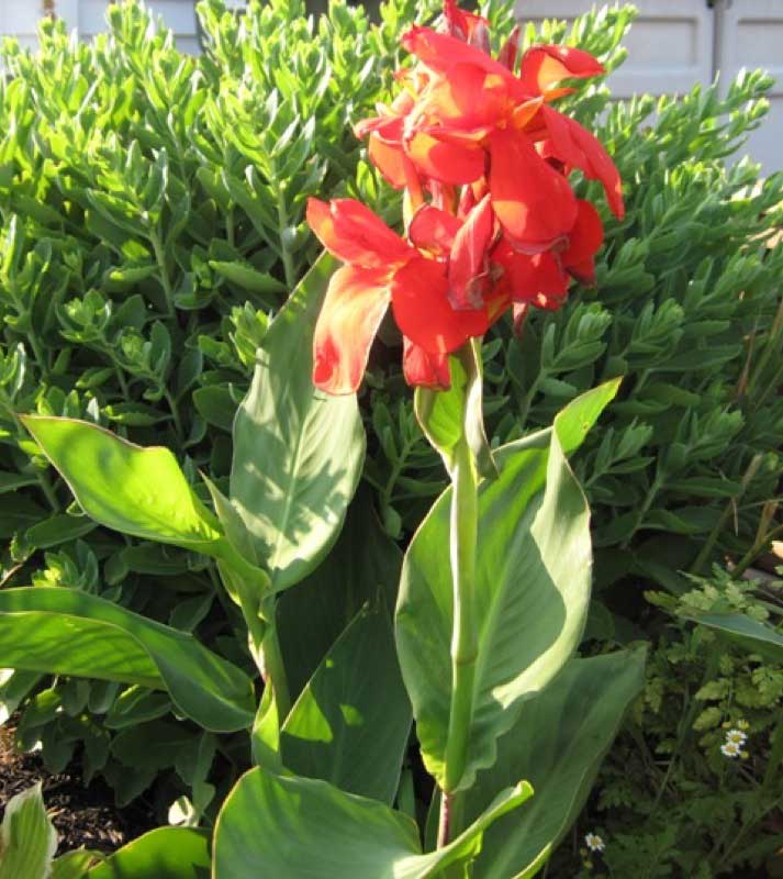 Canna Lily plant showcasing vibrant red flowers and large green leaves, creating a striking focal point in the garden setting