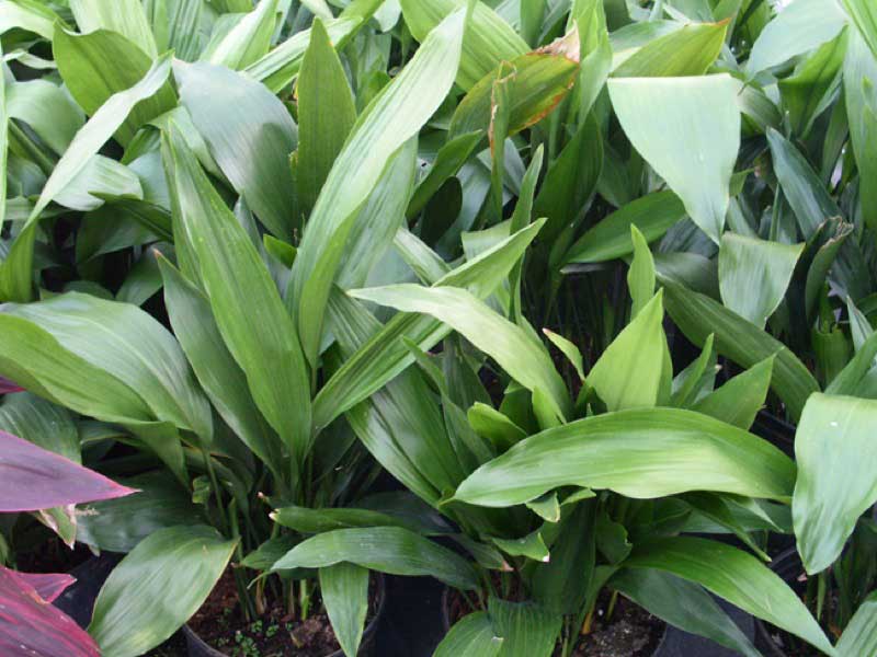 Cast iron plant featured in landscaping design, showcasing lush green foliage