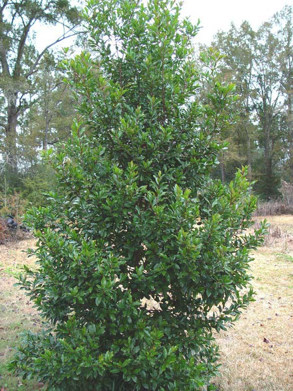 Small tree stands alone in the center of a vast, open field under a clear blue sky