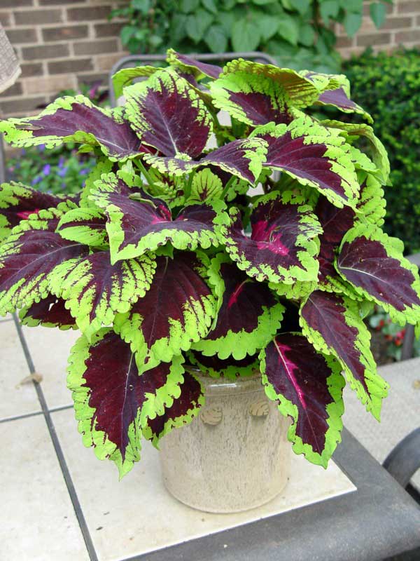 Vibrant plant with green and purple leaves sits in a stylish pot, adding color to any space