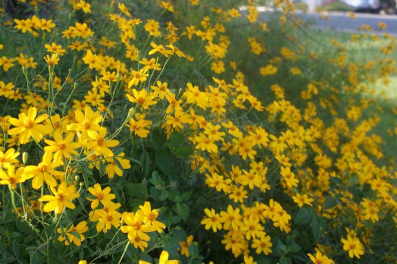 Yellow flowers bloom in the grass beside a quiet street, adding a splash of color to the scene