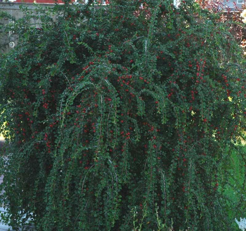 Large bush covered in vibrant red berries, adding a pop of color to the greenery around it