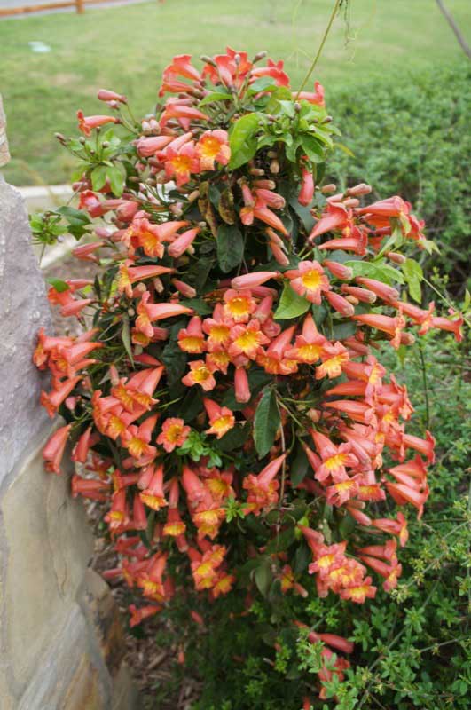 Vibrant bush with bright orange flowers blooming in front of a rustic stone wall