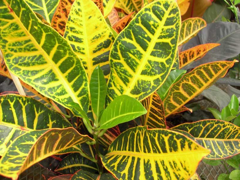 Vibrant plant showcasing a mix of yellow and green leaves, adding a splash of color to any space