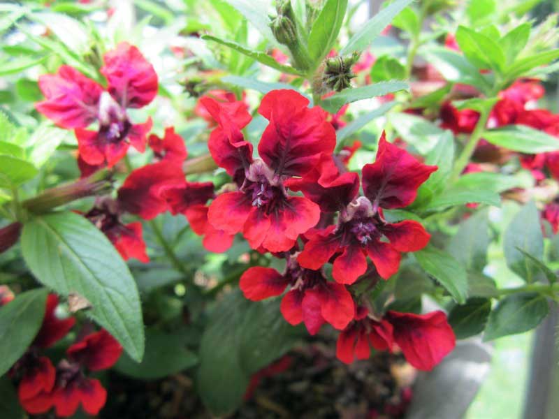 Red flowers blooming in a pot, brightening up a sunny window sill with vibrant colors