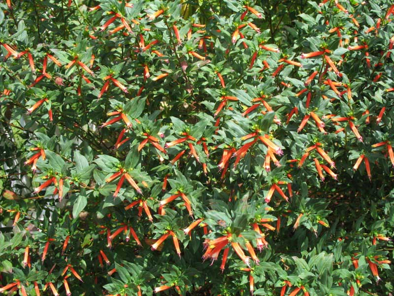 Vibrant bush bursting with orange and red flowers, adding a splash of color to the landscape