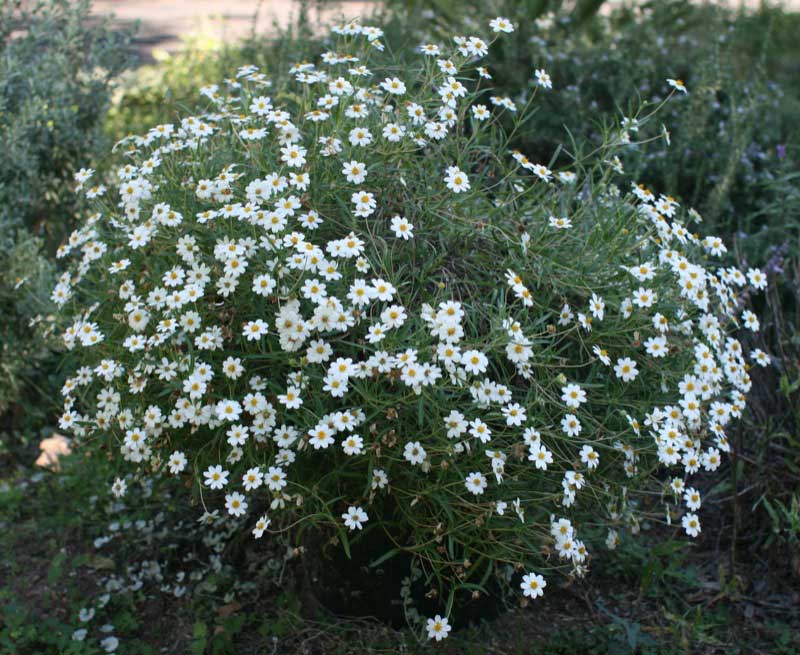 Potted plant with delicate white flowers, adding a touch of elegance to any space