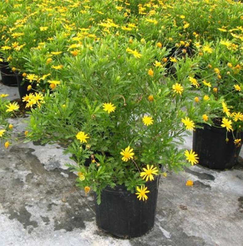 Potted plant with vibrant yellow flowers blooming in a decorative pot, adding a cheerful touch to any space