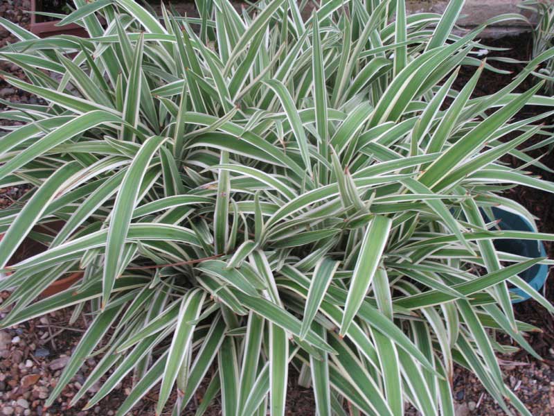 Vibrant plant featuring striking white and green striped leaves, adding a fresh touch to any space