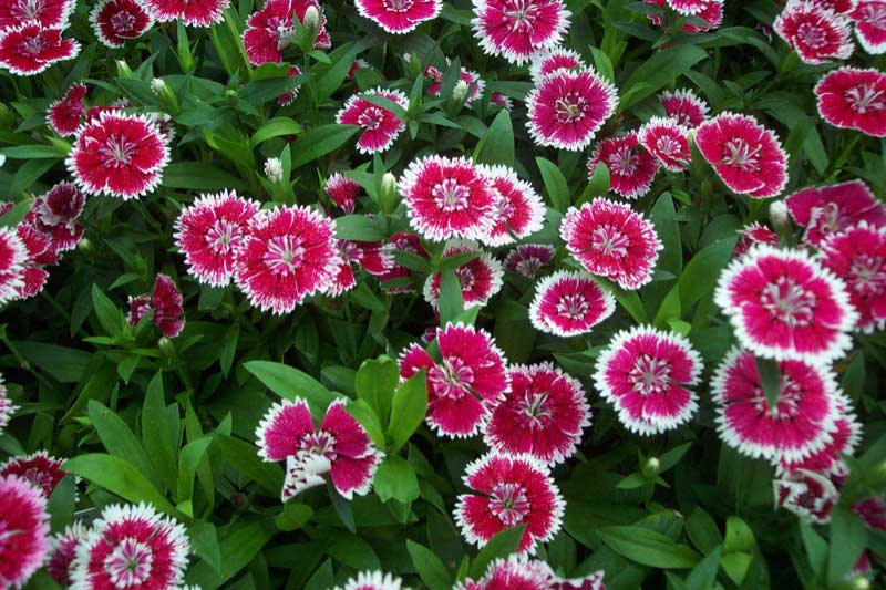 Vibrant display of pink and white flowers blooming together in a lush garden setting