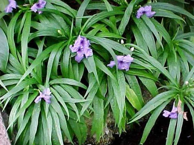 Vibrant plant with purple flowers blooming beautifully in a sunny garden setting