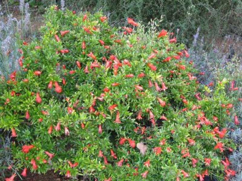 Vibrant bush with bright red flowers stands out in the center of a lush garden