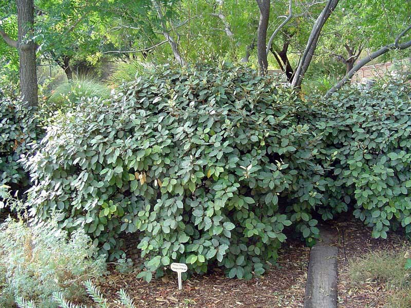 Lush green bush filled with numerous vibrant leaves, creating a dense and lively appearance