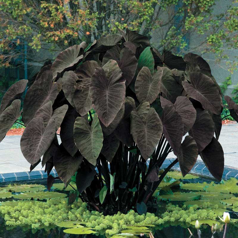 Large plant with dark green leaves thriving in a serene pond, adding beauty to the water's surface