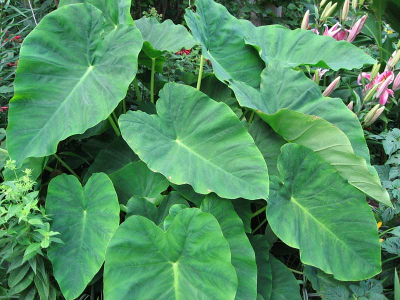 Large green leaves thriving in a vibrant garden, showcasing nature's lush beauty and growth