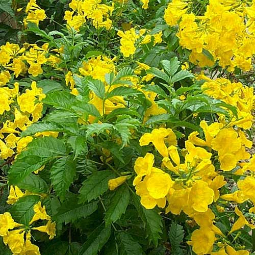 Vibrant bush of yellow flowers surrounded by lush green leaves, adding a splash of color to the scene