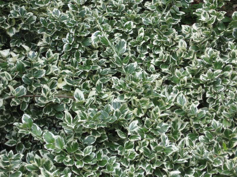 Bush featuring vibrant green and white leaves, adding a fresh touch to the garden landscape